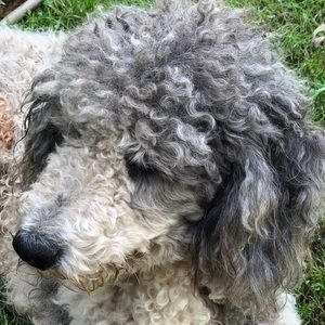 Meet your Posher, Liz